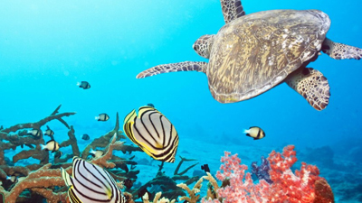 小梅沙海洋世界门票，探秘神奇世界